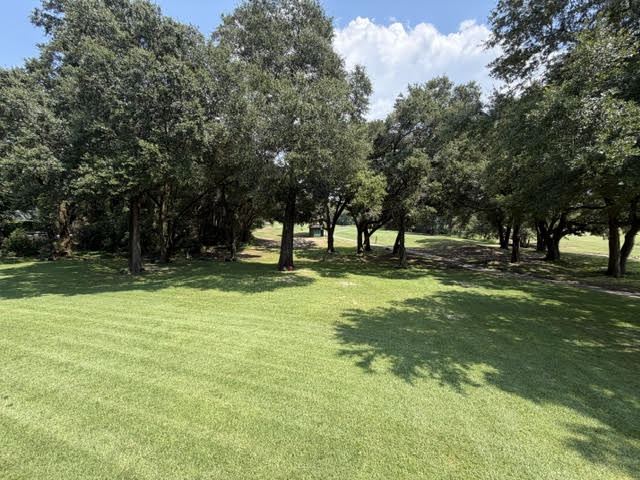 Freshly mowed lawn under live oaks