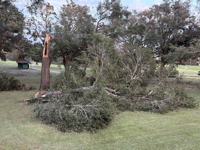 Storm-broken tree lying in a yard