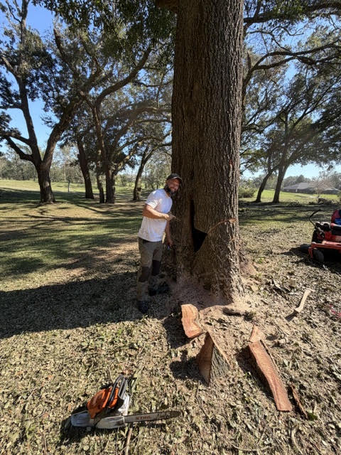 Crew taking down a large oak with a chainsaw